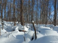 72156Ro - Walking along a snowy trail in Westridge Park.jpg